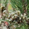 a cluster of sawflies