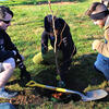 Volunteers plant new trees in the Ambler Arboretum