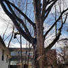 The Ambler Arboretum's champion Turkish Filbert