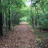 a path leading through the woods.