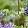 Viola%20Anders%20Herb%20Garden.jpg