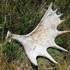 an antler laying on the grass