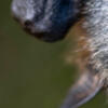 flyingfox_1280p.jpg