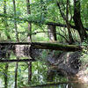a stream going through the woods on ambler campus