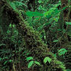 rainforest-coast-lowland-rainforests-Ecuador-tropics-evergreen.jpg